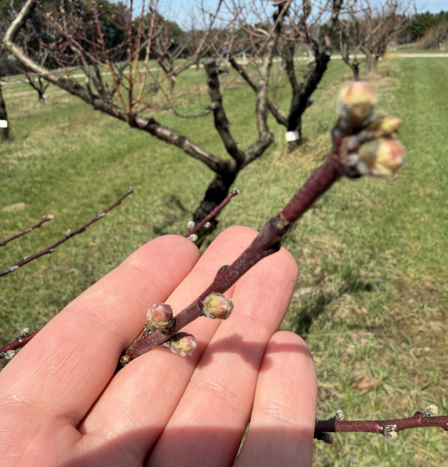 A hand holding the bud of a Red Star peach.